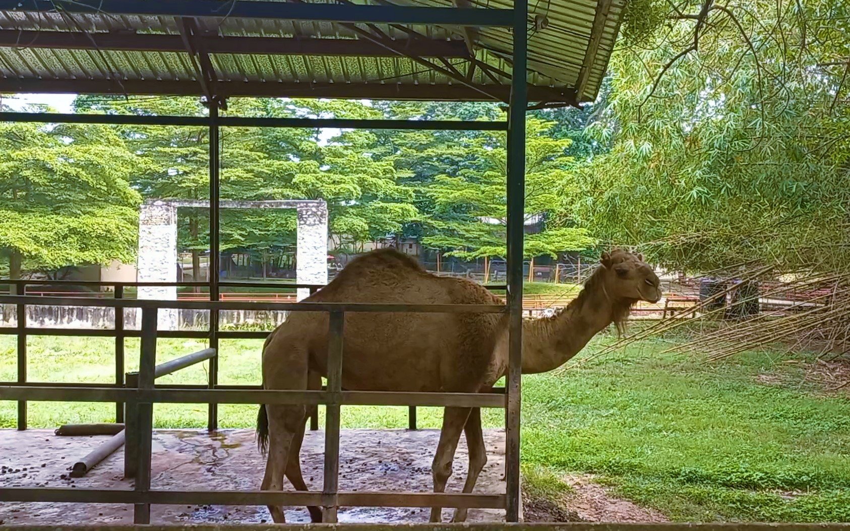  2nd graders took a WILD trip to the Zoological Gardens at the University of Ibadan! 