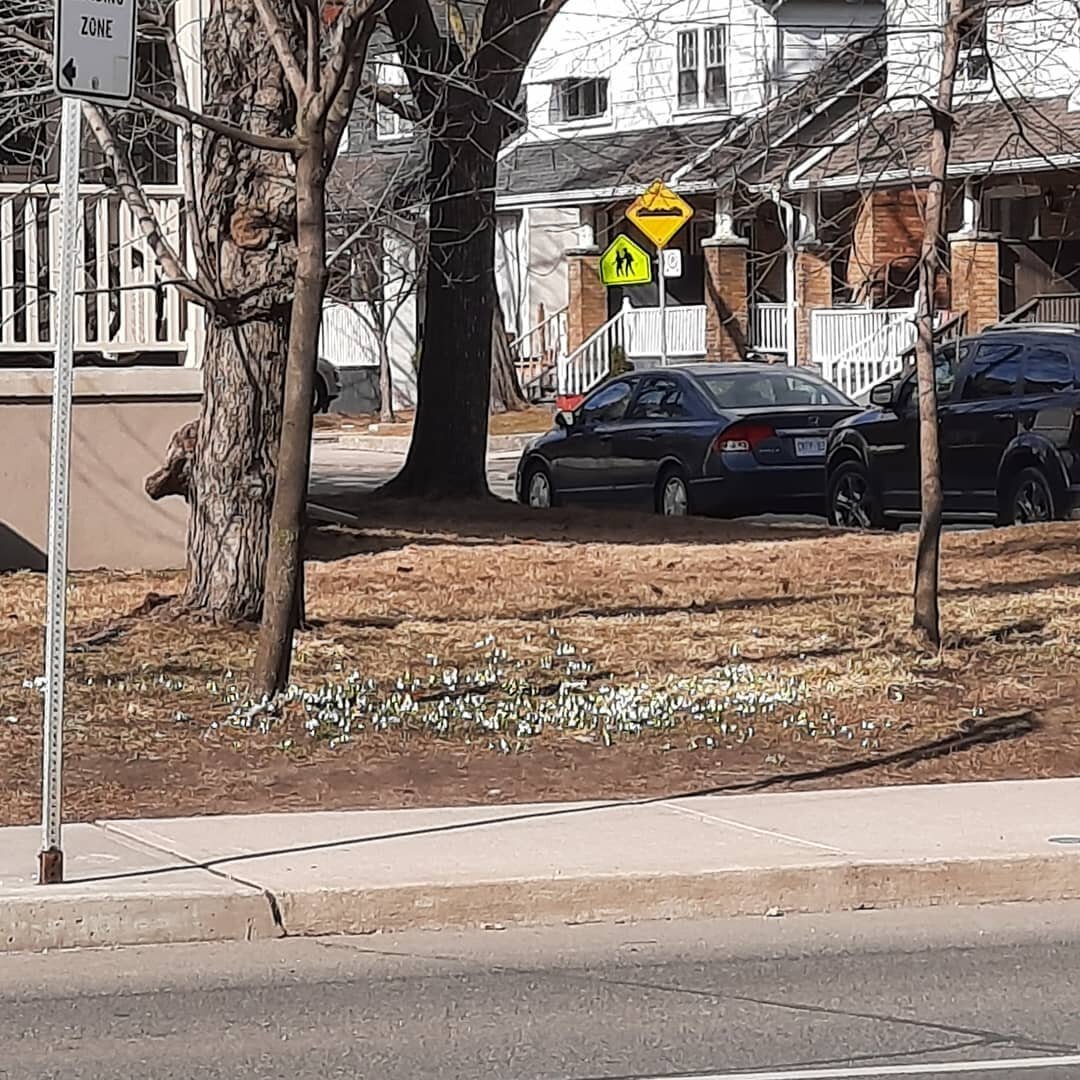 First flowers! Snowdrops I think. Kingston Rd. east of Main, for the petalheads out there.