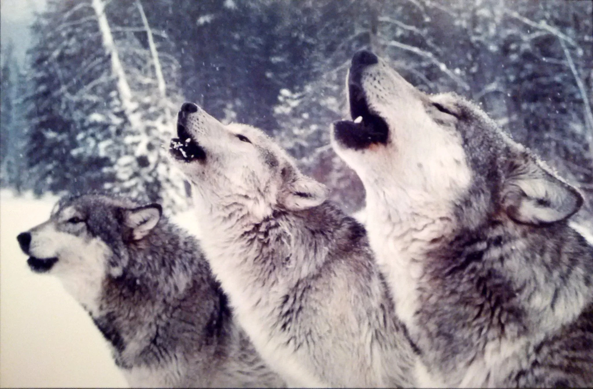 “Howling For You” by Vicious Bits, CC BY-NC-SA 2.0