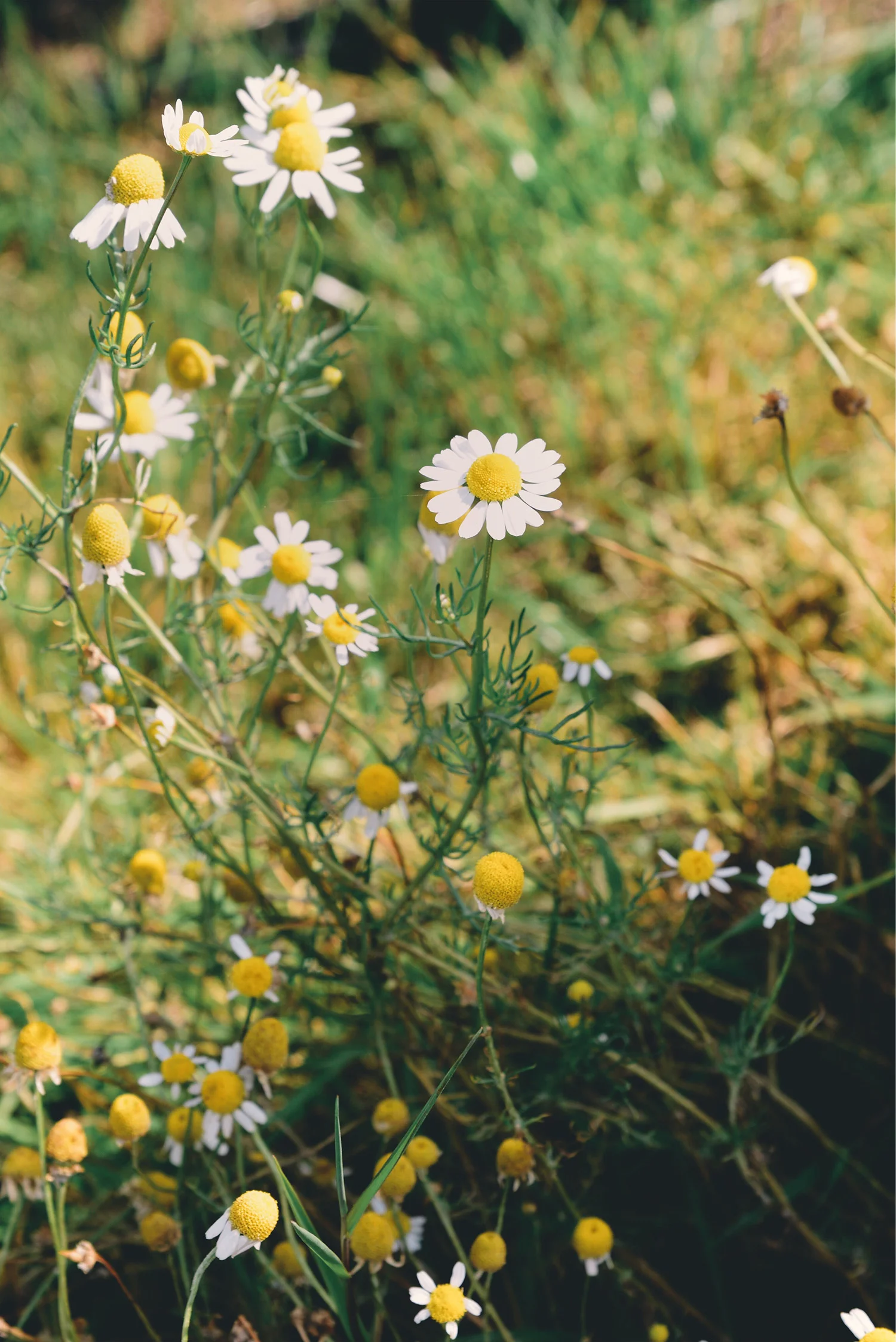 elder-farm-betonica-herbalist-training-programme-devon-somerset.jpg