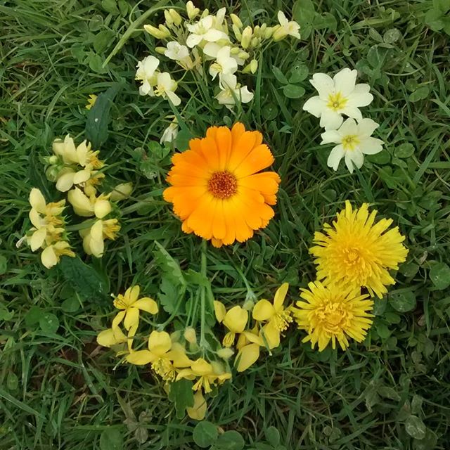So many yellow flowers at this time of year! #spring #springflowers and a lovely Calendula