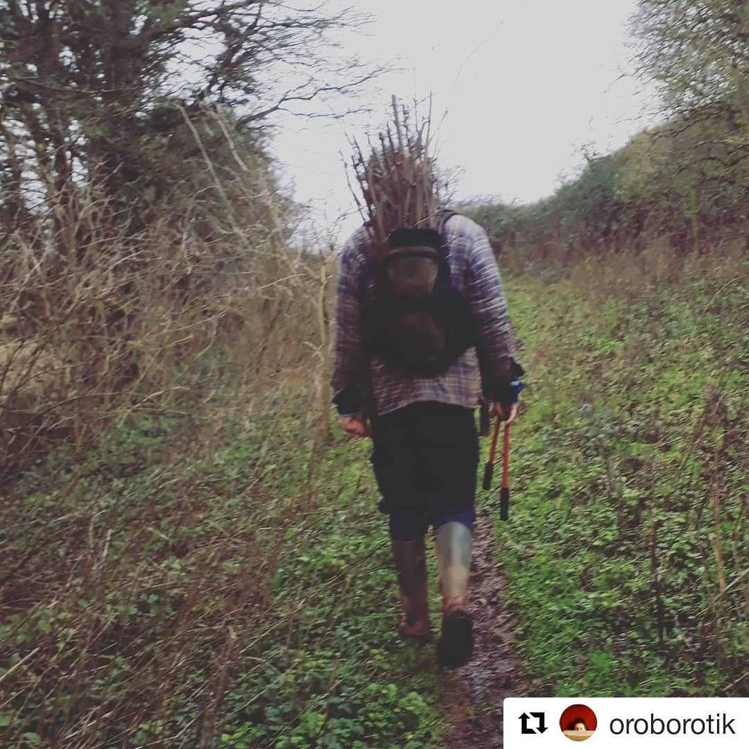 #Repost @oroborotik
・・・
'Tis the season to propagate Elder (Sambucus nigra) from cuttings! Sticks the thickness of your thumb and about 50-70cm long can be stuck into the ground, much like willow, and left to root and thrive 🌱🌱🌱

Elder gives us th