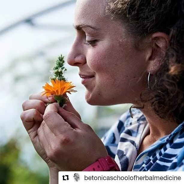 #Repost @betonicaschoolofherbalmedicine
・・・
APPLICATIONS OPEN // HERBAL MEDICINE TRAINING 2021
.
Ever dreamt of training to become a herbalist? 
.
Explore our training programme.
.
Link in bio 🌿
.
#betonicaschoolofherbalmedicine #herbaltraining #her