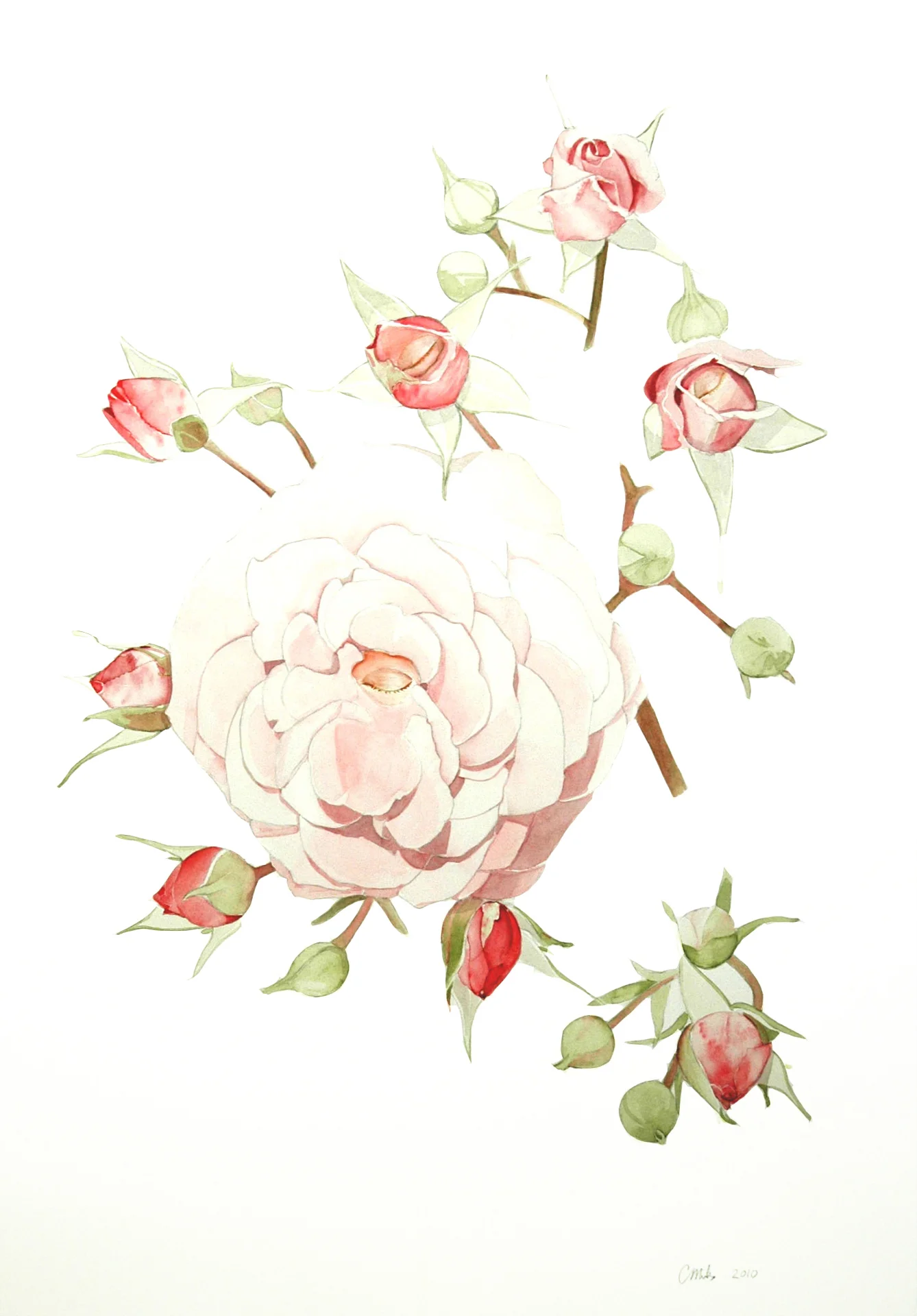 "Eyerose"
