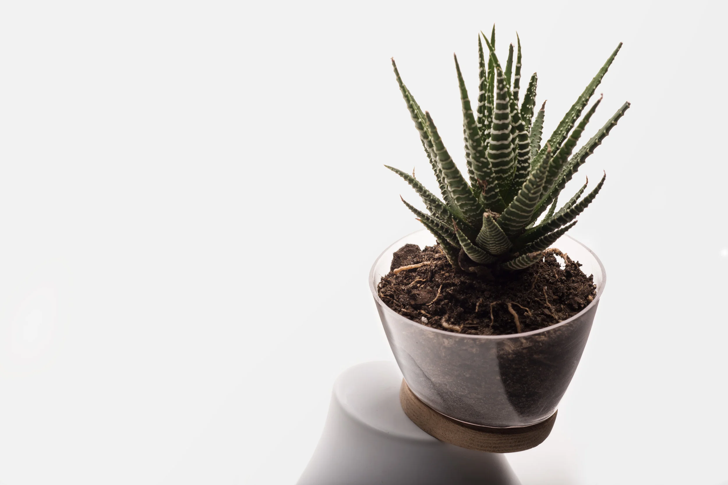 plant opener test edit.jpg
