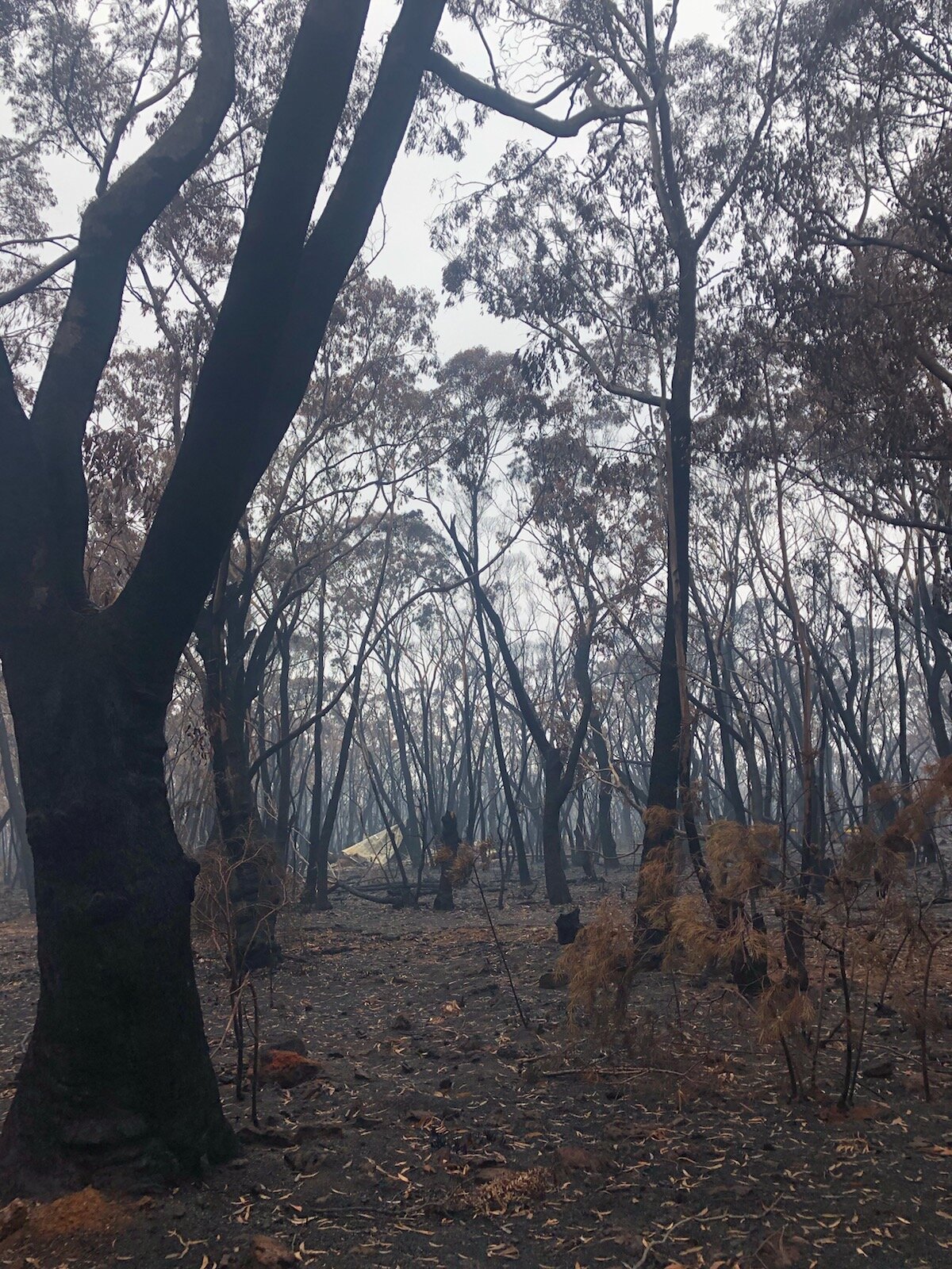 Writing Fire, Writing Drought