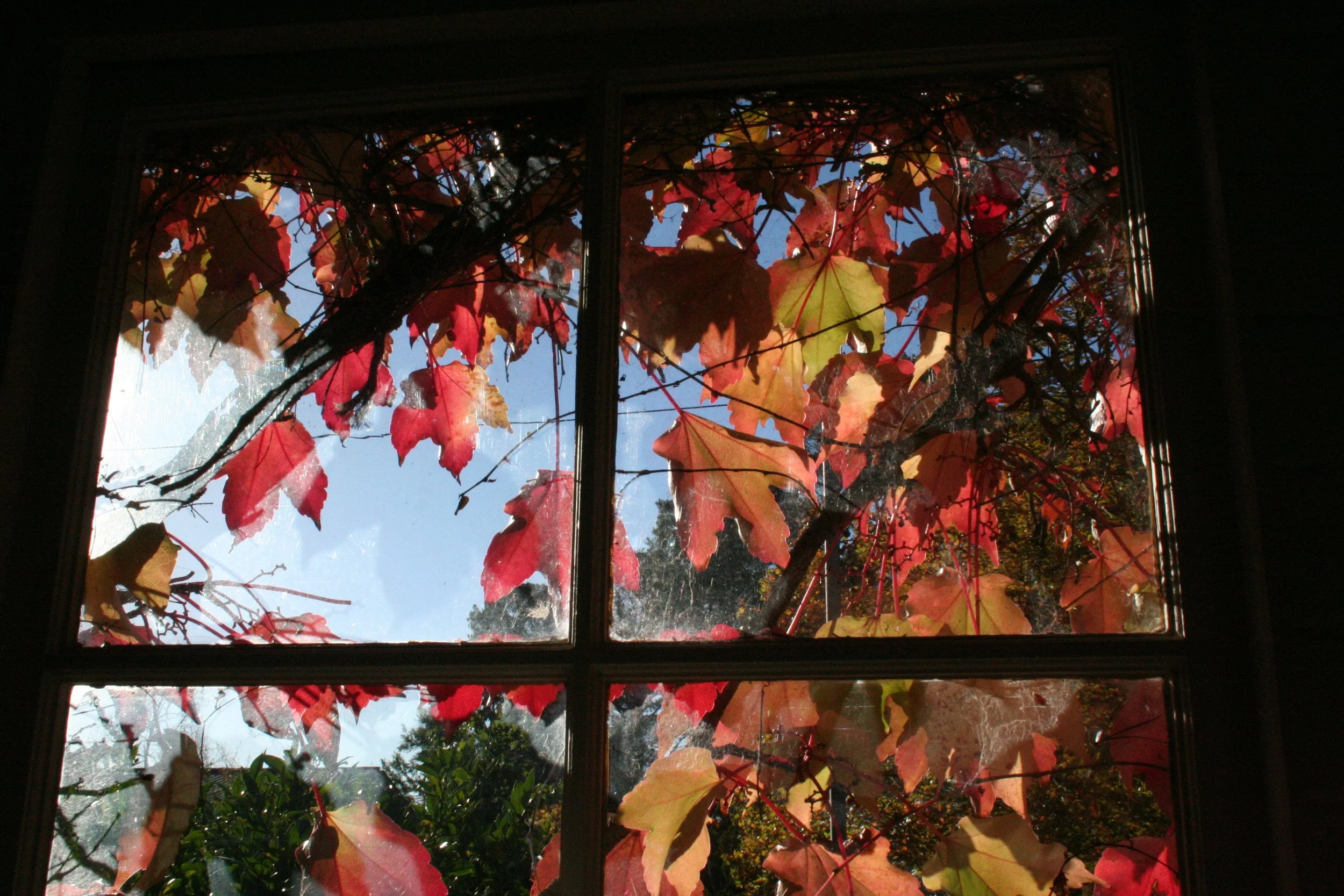 Varuna2007 265 RED LEAVES IN WINDOW.jpg