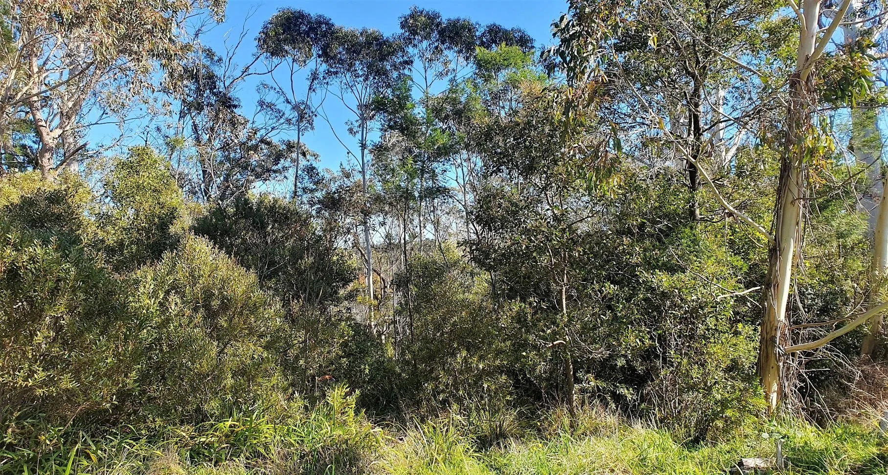20230510 Varuna Bushland by Paul Vale.jpg