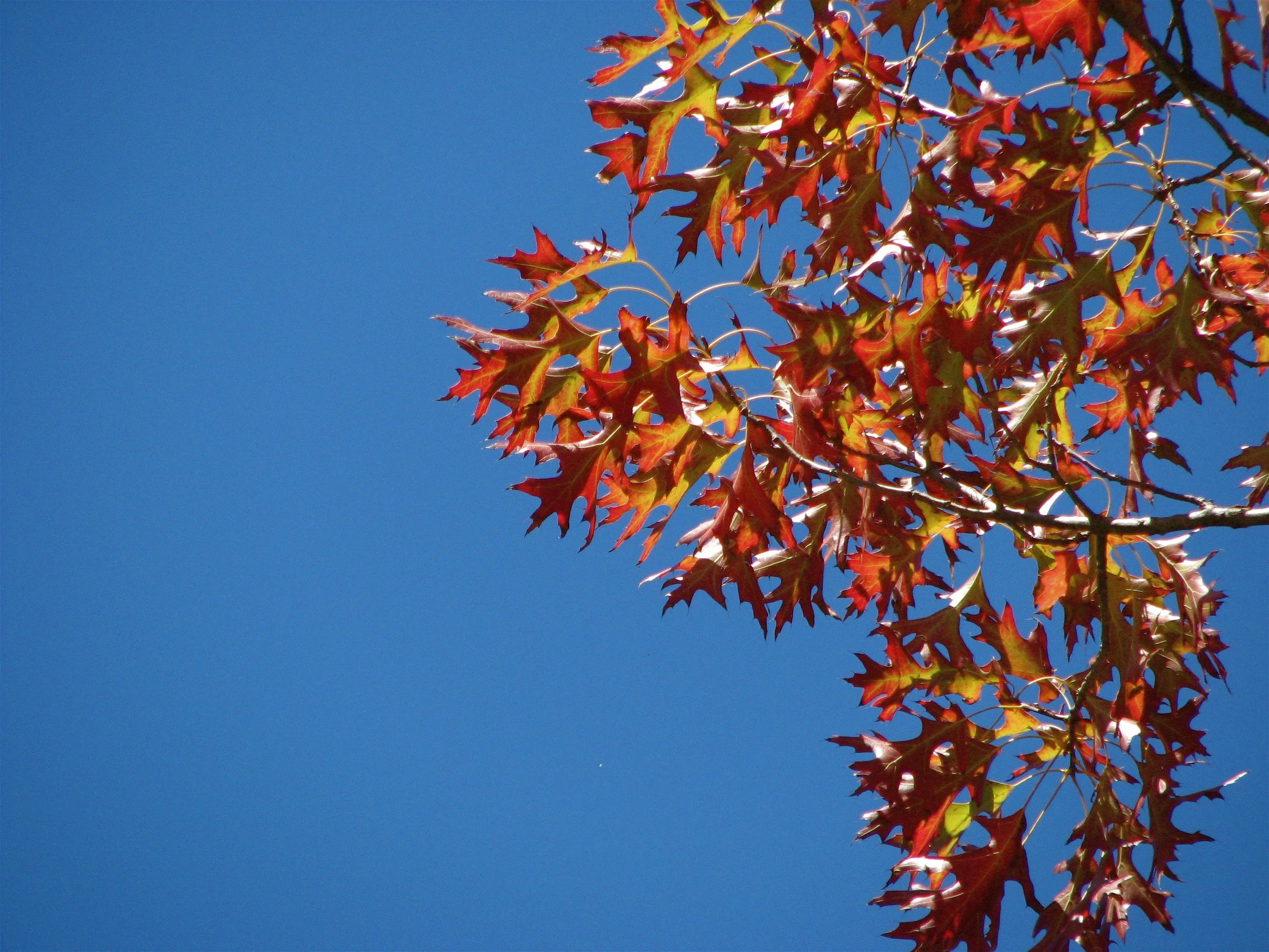 Anne Spudvilas 14 Autumn leaves against blue sky.JPG