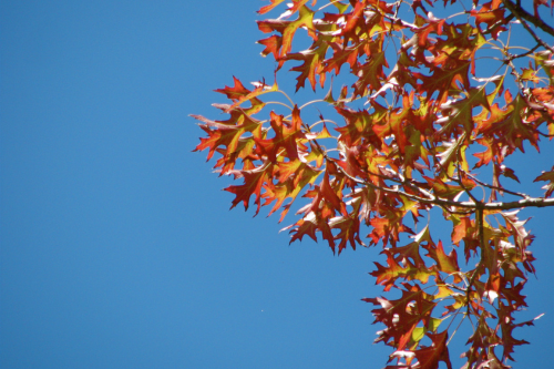 The Belinda Medlyn Climate Fellowship