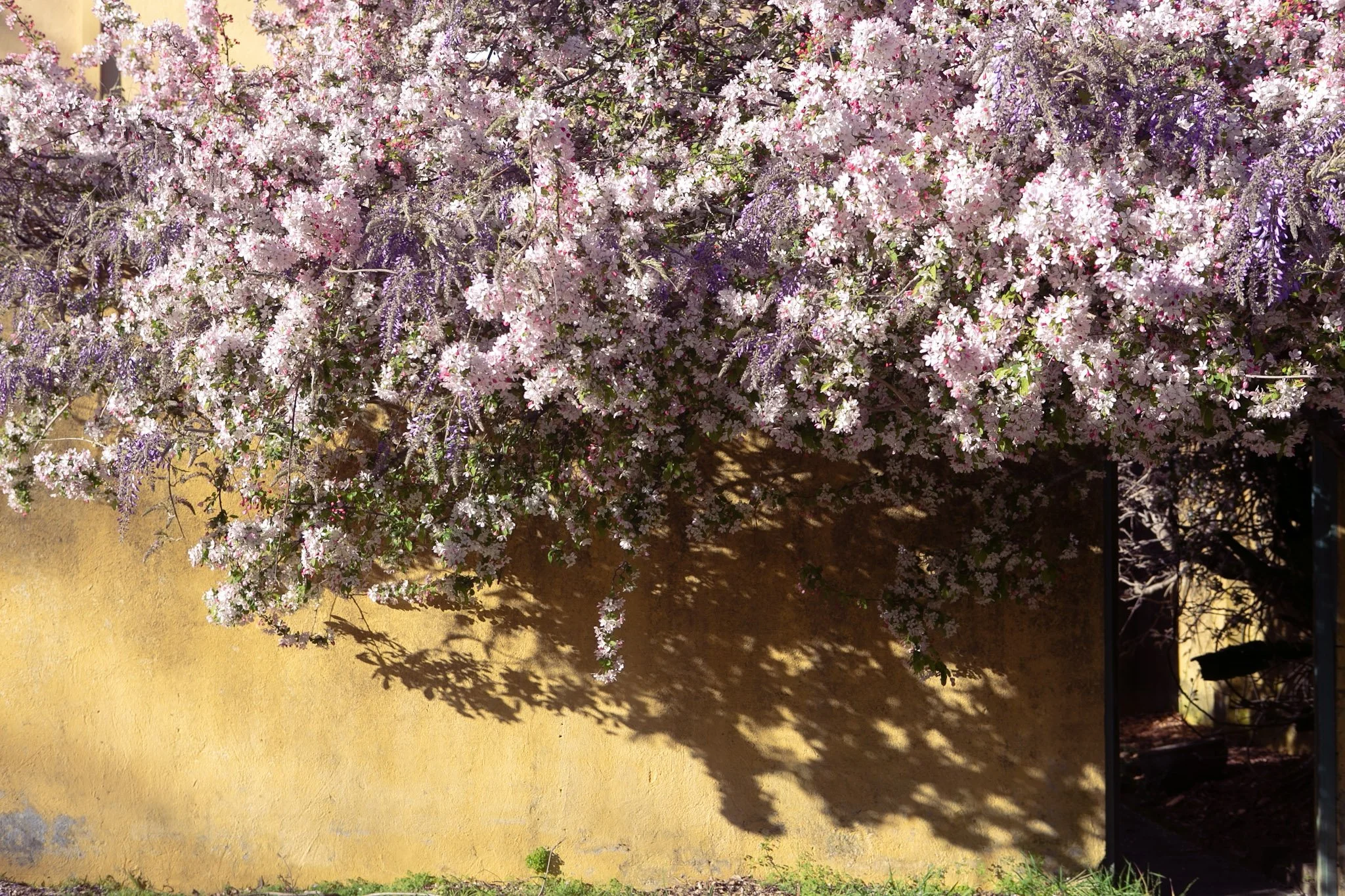 Springtime varuna 2.jpg