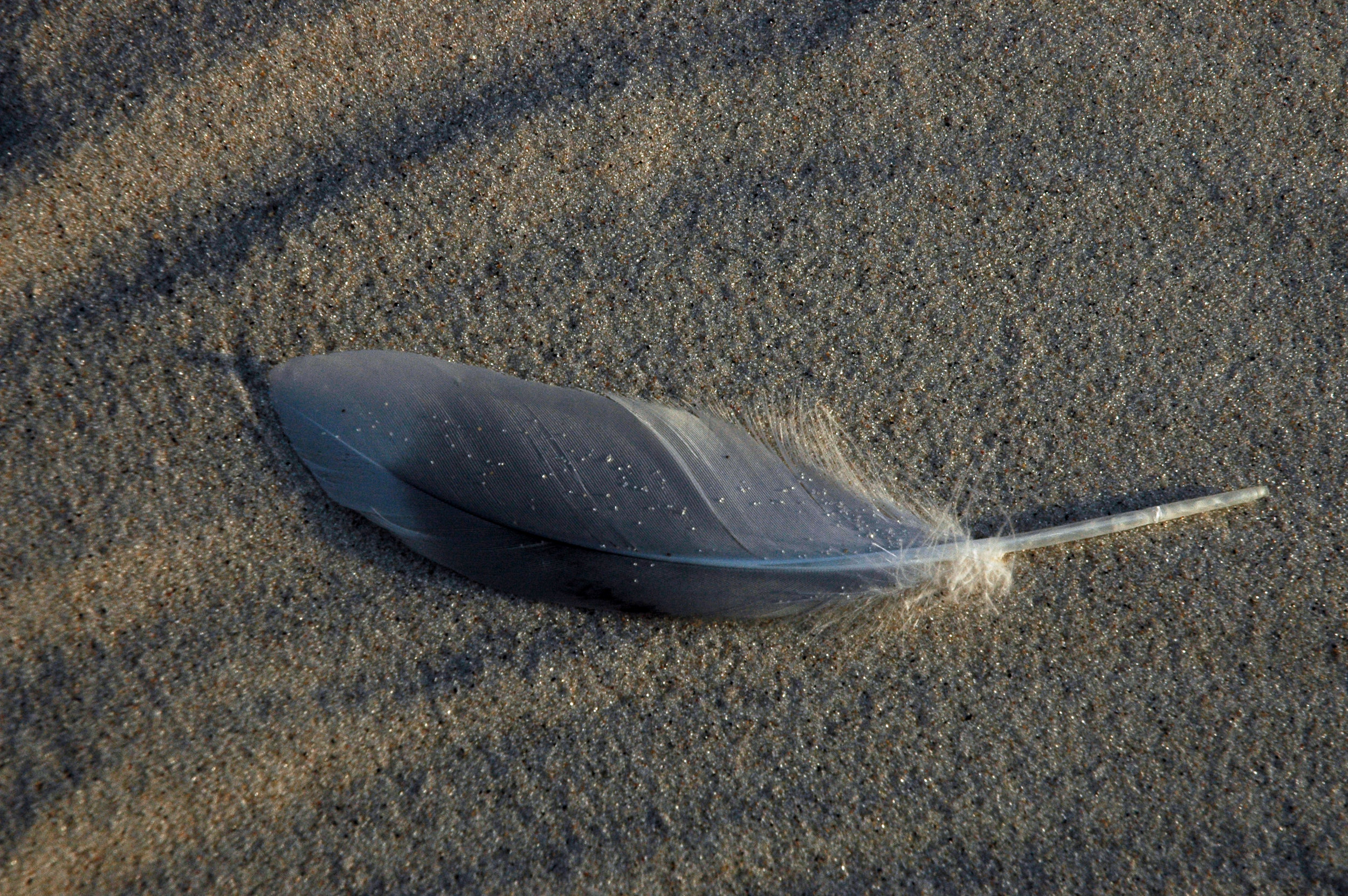 FeatherOnSand.jpg