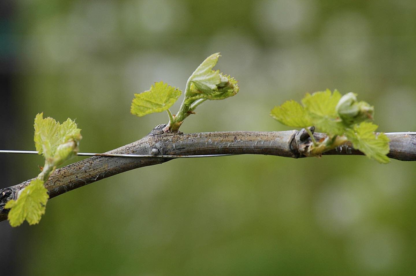 Happy Easter! 🐣 We&rsquo;re toasting to the new beginnings and new life that comes in spring. Ending women&rsquo;s history month, we wanted to showcase what spring looks like @vigna_petrussa vineyard. 

Hilda and Vigna Petrussa, a mother-daughter du