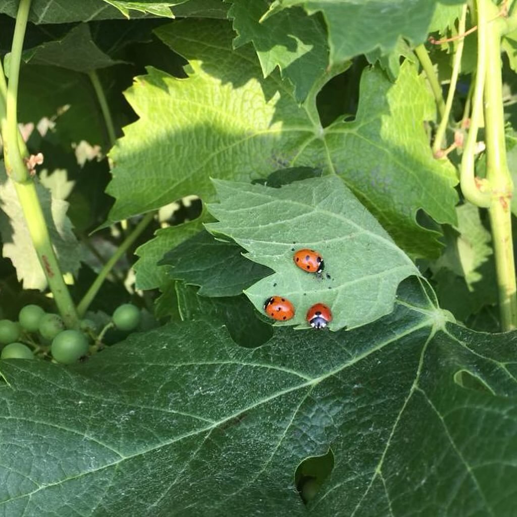 Happy Earth Day! Our producers prioritize sustainability by relying on biodynamic farming methods. This means working to foster a natural ecosystem around where the vineyards live. Swipe to see some surprises found in our producers vineyards!

#natur