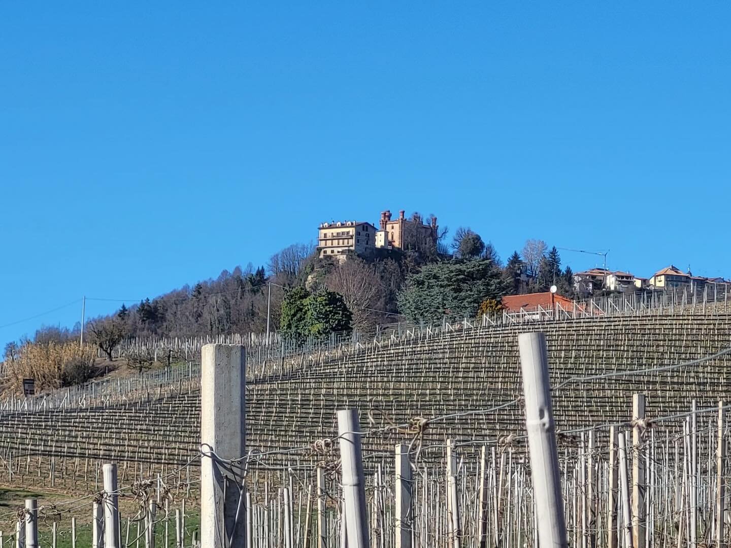 A wine grower&rsquo;s work is nonstop even in the winter time. Here you see the result of Aldo Clerico&rsquo;s hard work to train his nebbiolo vines used to make his classic Barolo wines. He told us in Italian that he had to &lsquo;curvare la vite&rs