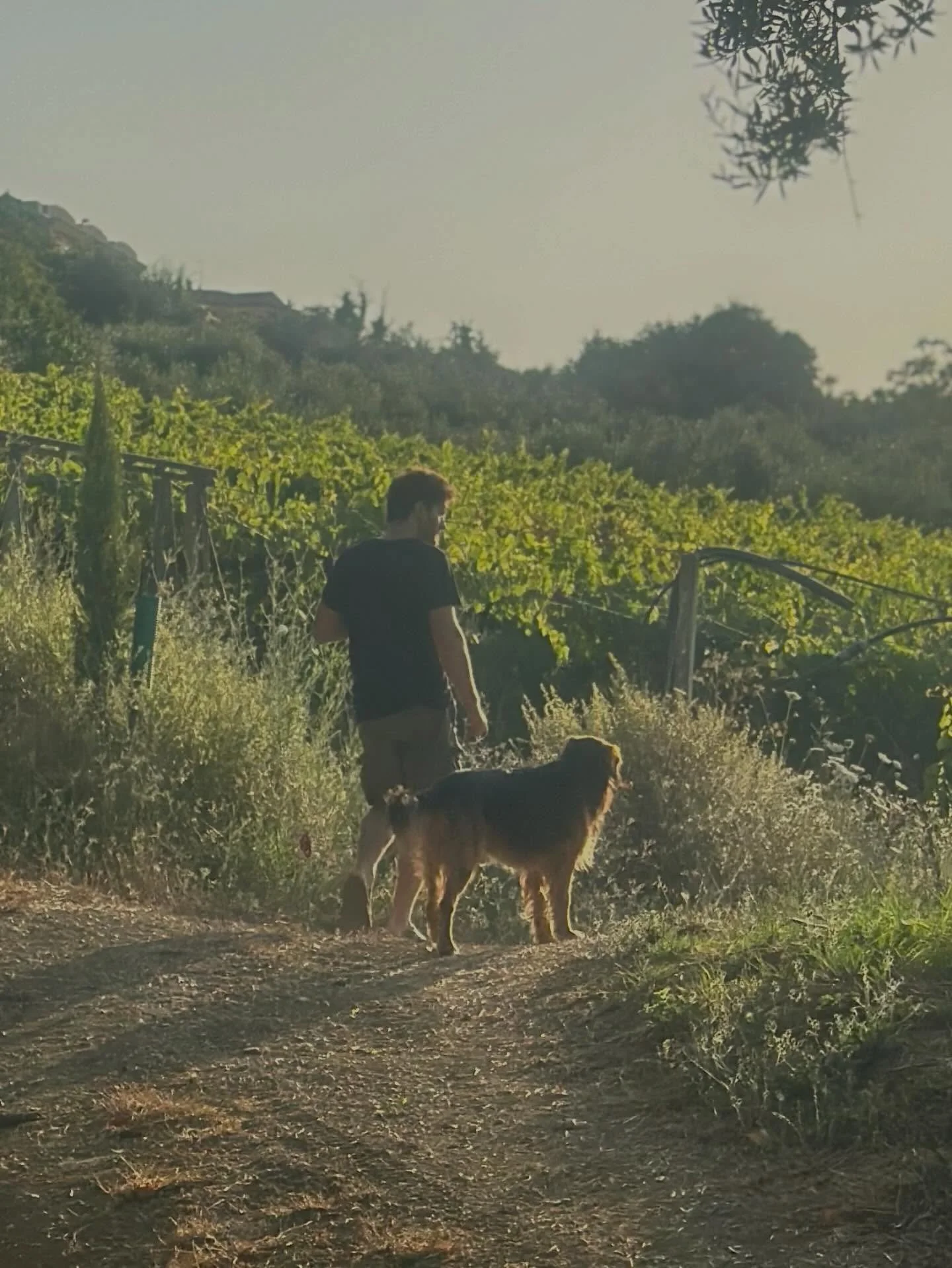 A visit to a winery is not complete without the company of a wine dog. Here&rsquo;s the Febo family&rsquo;s dog who instinctively follows Davide Febo into their vineyards and olive tree groves. A great companion for farming wineries like the Febos, a