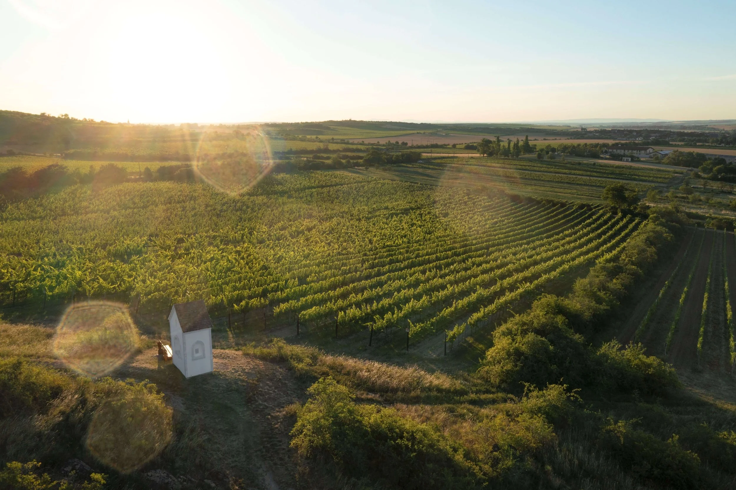 White Wines of the Czech Republic