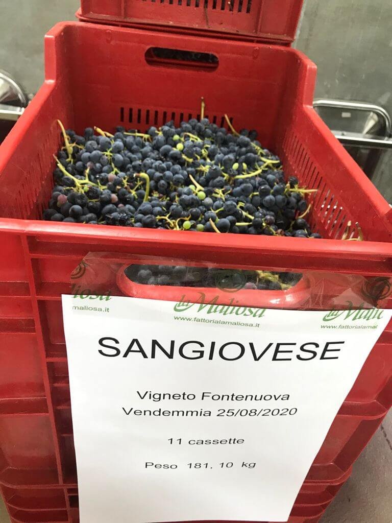 Real Wines, Two Worlds: Exploring California and European Styles