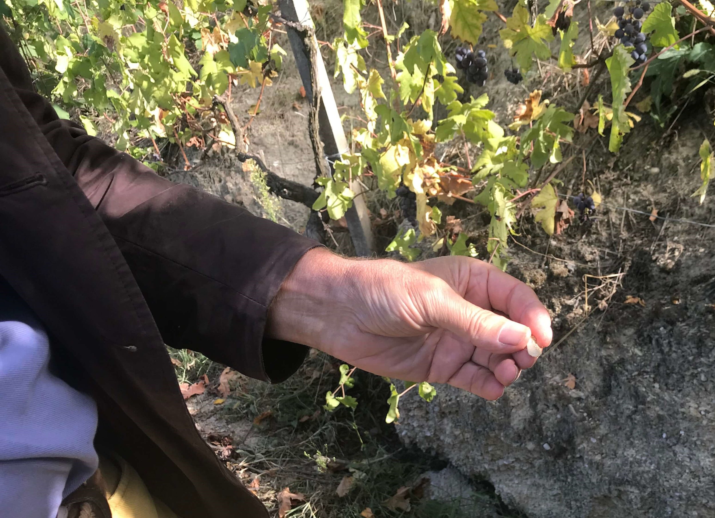 Lorenzo's Passion for Natural Wine