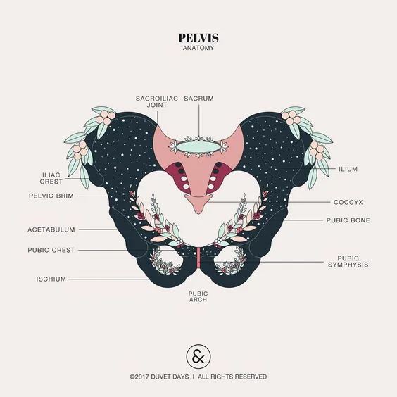 Pelvis.jpg