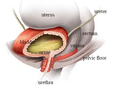 003_Figure1.jpg