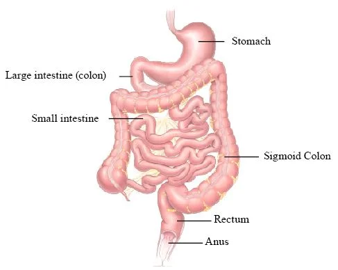 007_Figure1.jpg
