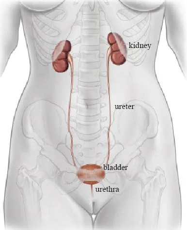 031_Figure1.jpg