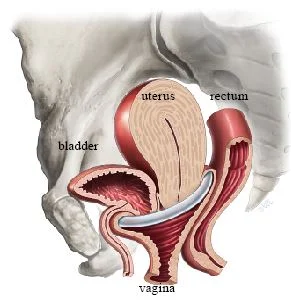 035_Figure3.jpg