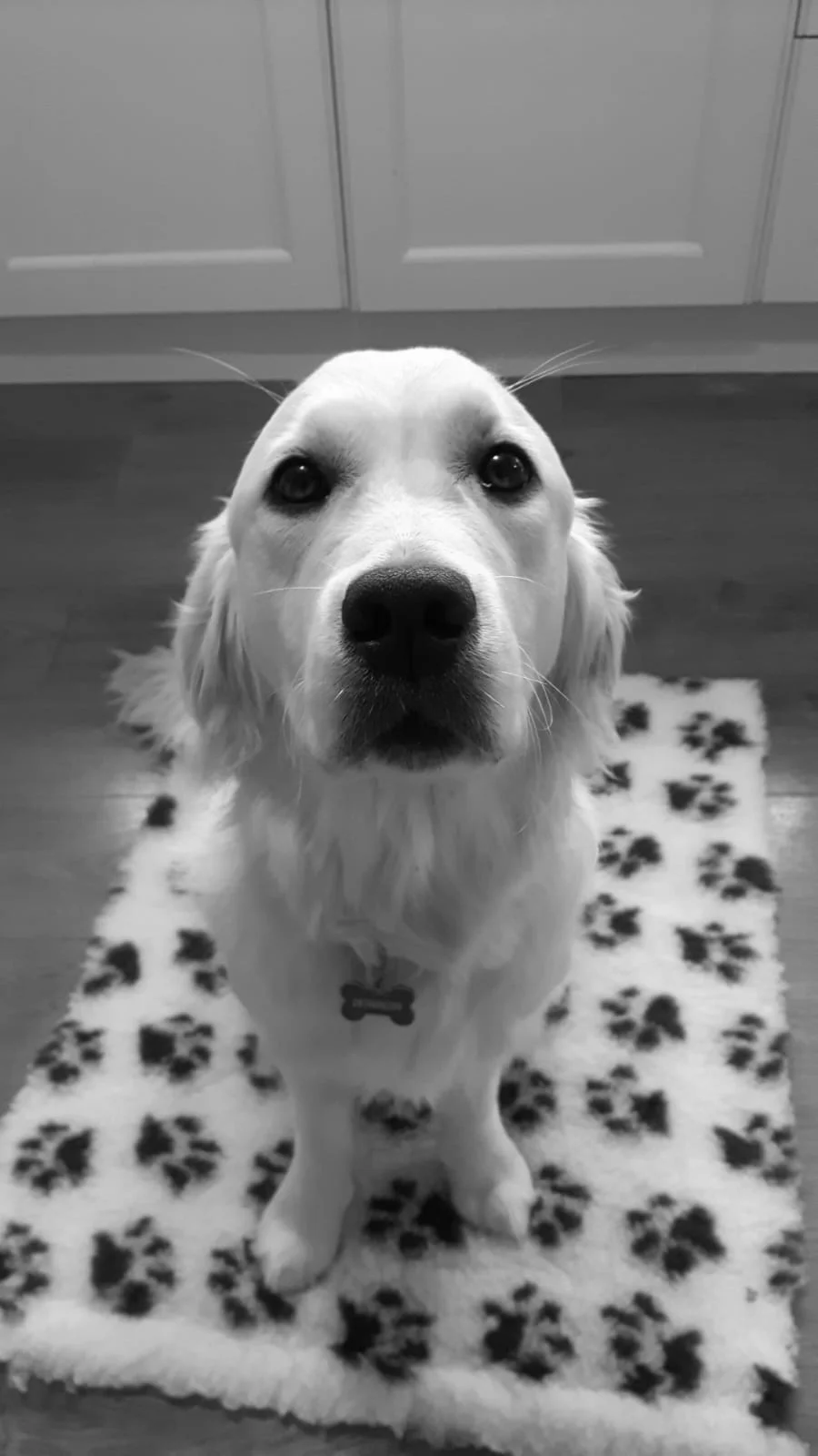 dog psychotherapy