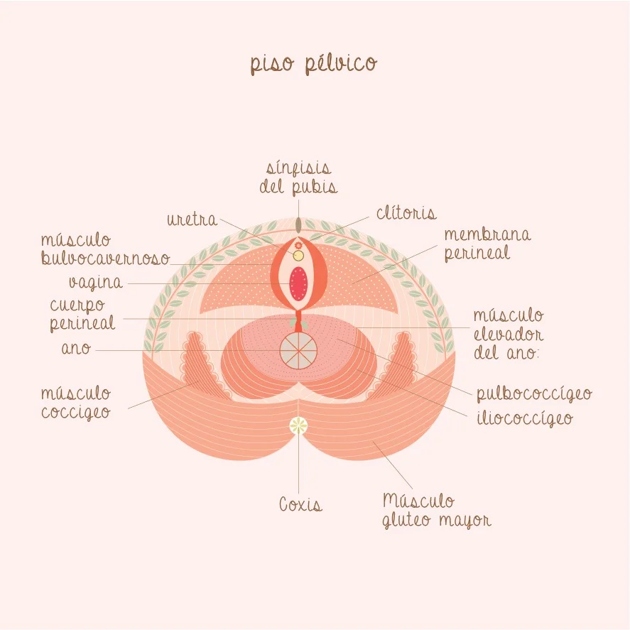 anatomia piso pelvico .jpeg