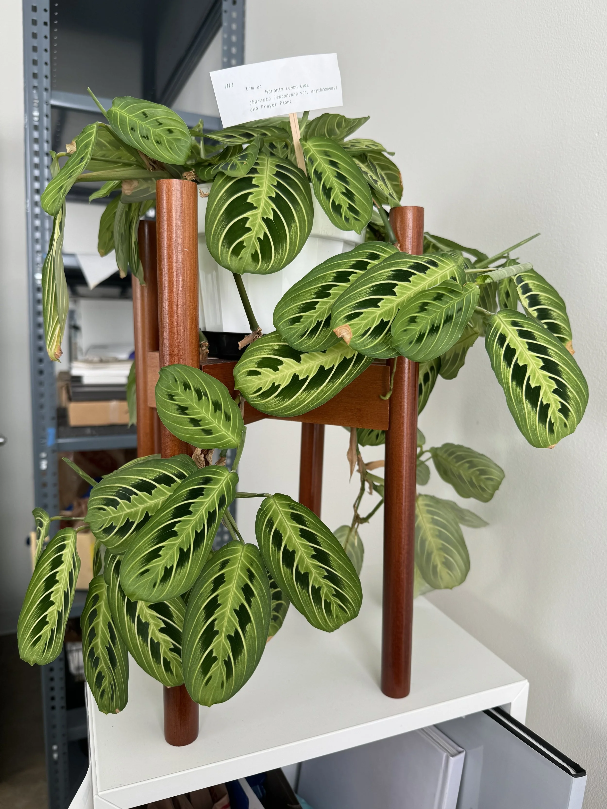 amee plant.JPG