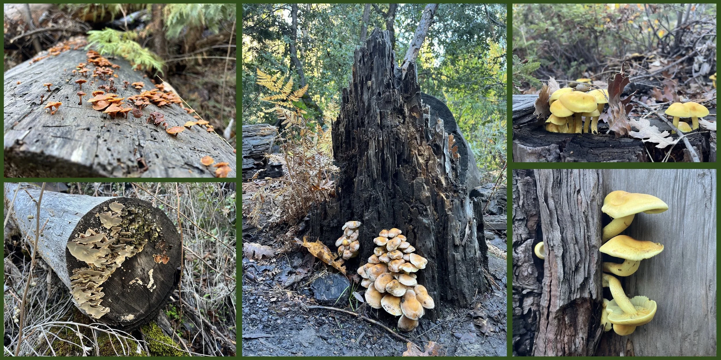 Ashley Jessup_Mushrooms of the Sierra Nevadas (sm).jpg