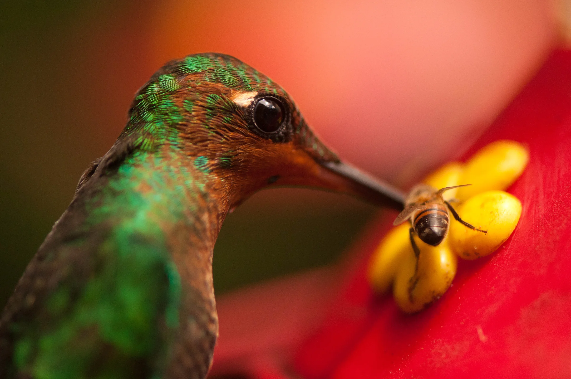Wildlife_LinaCollado_Sharing.jpg