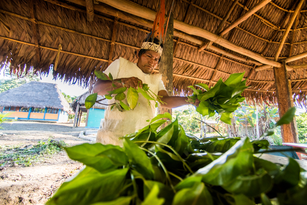 A Curandero prepares a bath to cleanse daño, negative energy in the soul, by bathing in a blend of purifying lambranzillo leaves prepared by their healing Curandero, Alberto. Despite cultural and health necessity, only a few native communities perform this traditional bath as part of their daily lives. Most native communities feel coerced into exploiting their ceremonies and culture for tourism as the only way to survive in today’s modern society. April 14, 2017