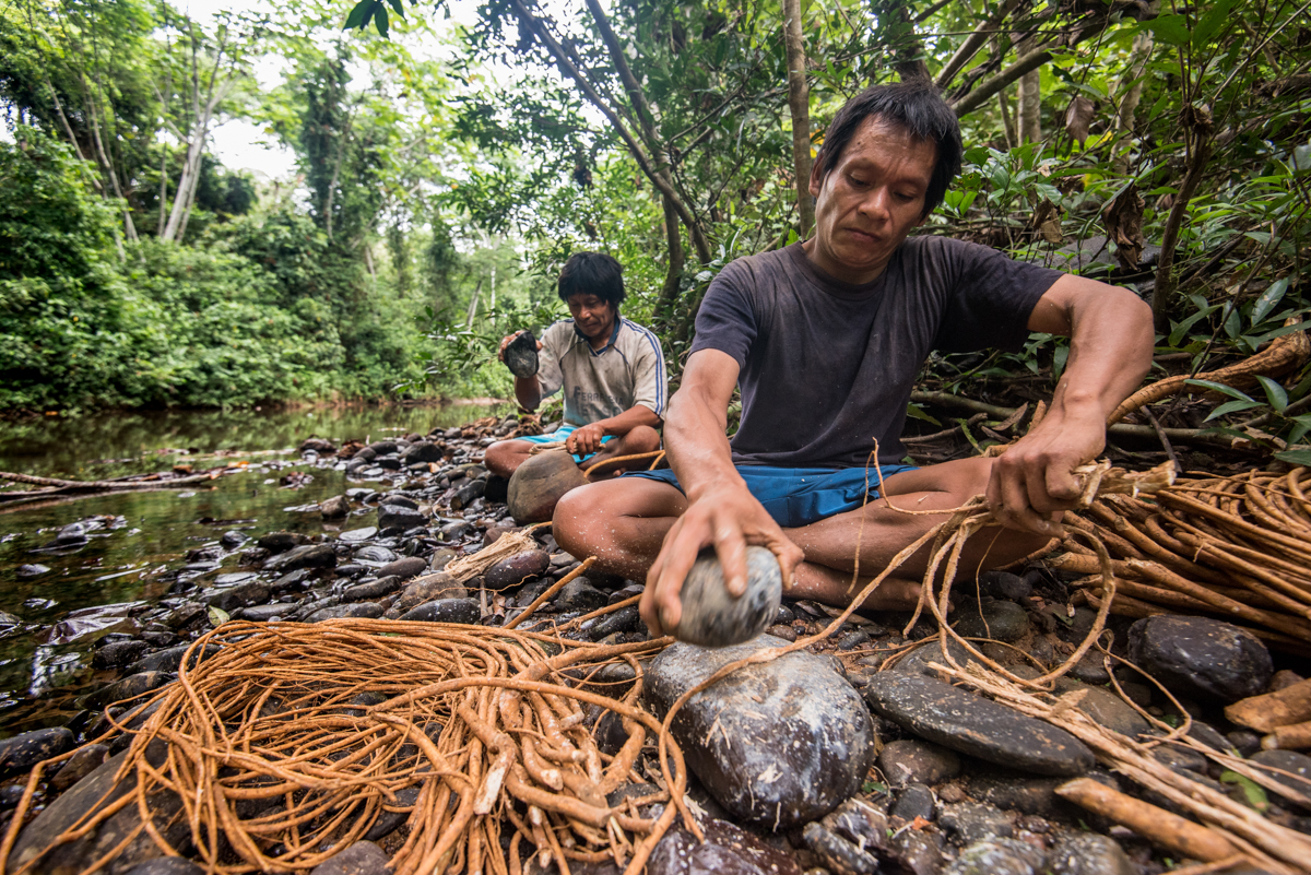 Julio and Cesar, Matsigenka natives from Yomibato , prepare Barbasco Root ; a toxic anesthetic used for fishing by temporarily paralyzing fish that come into contact with it. The root is pounded to release a milky substance into the water, creating a cloud that produces floating fish as it goes downstream. Although this method is considered to have only minor and transient environmental side effects, as the Matsigenka population grows, park conservationists wonder if it is sustainable. April 24, 2016.