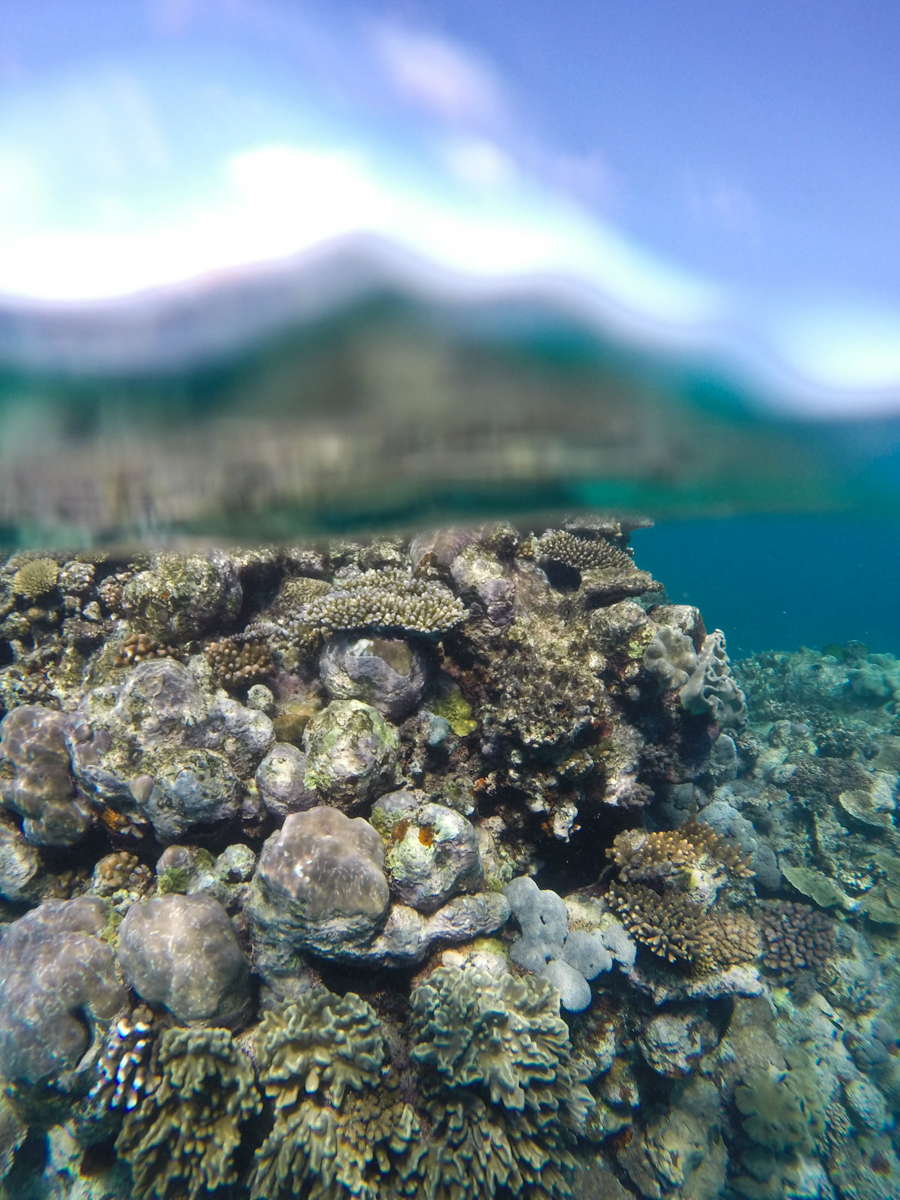 July 2014. Great Barrier Reef, Australia.
