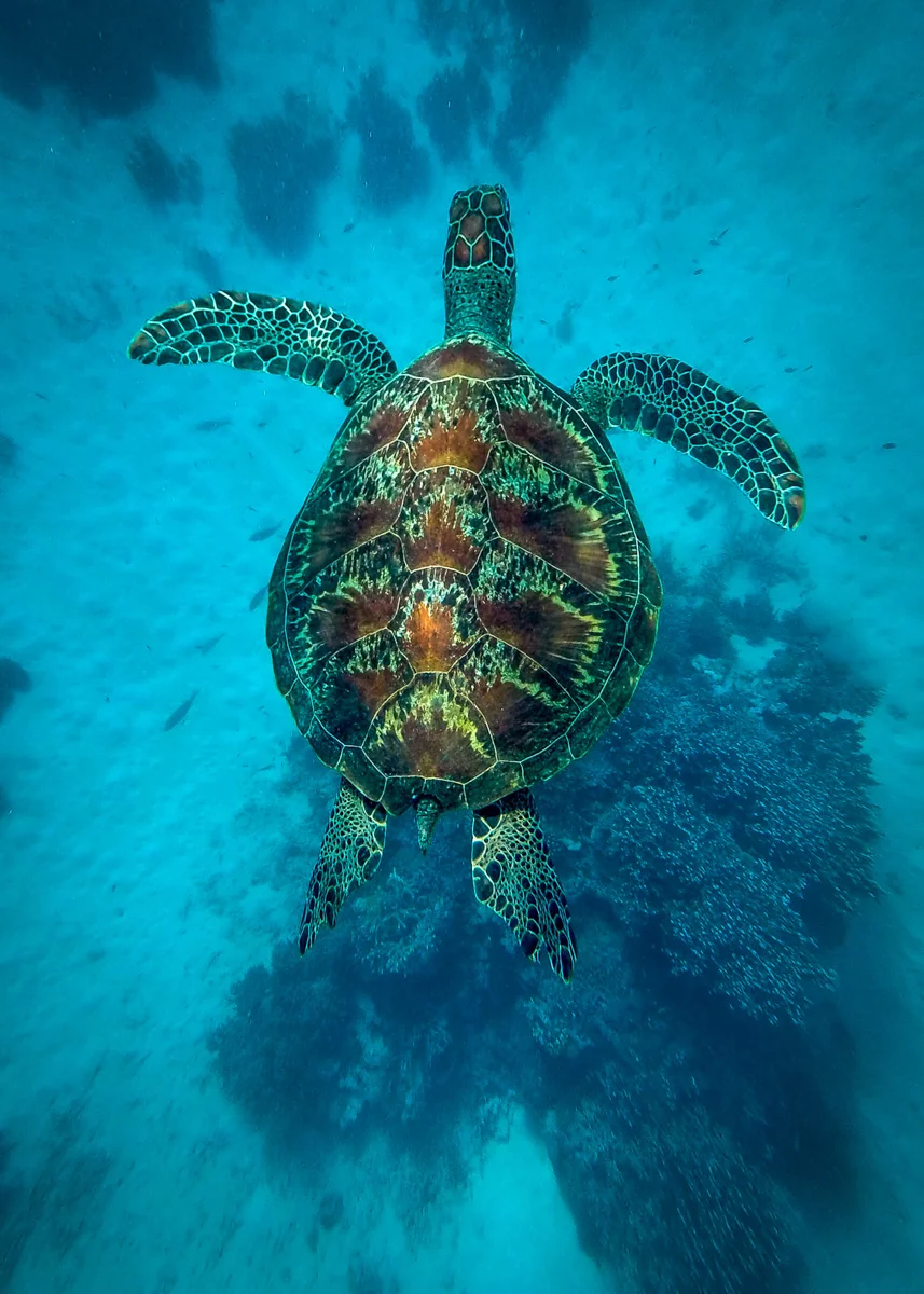 July 2014. Great Barrier Reef, Australia.