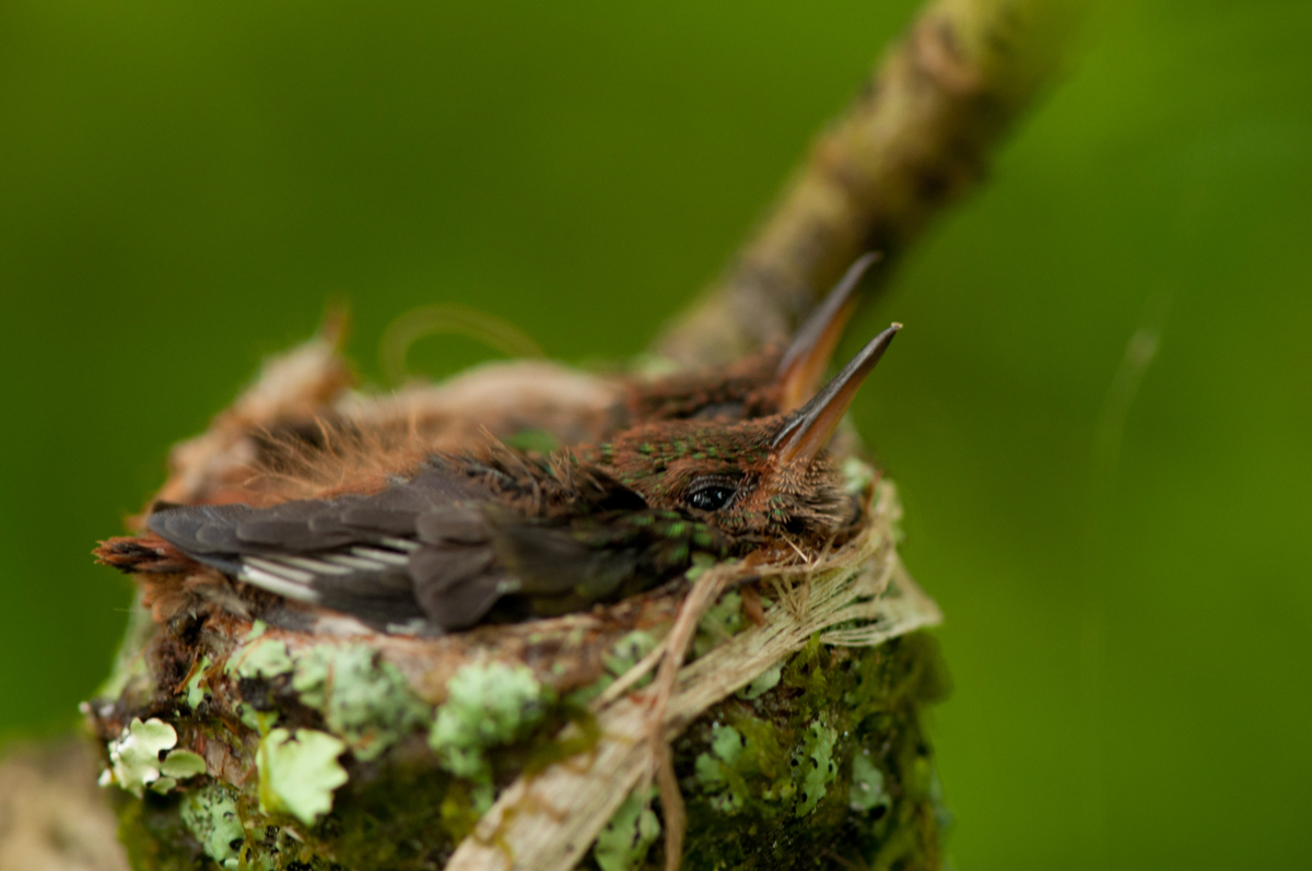 July 2012. Tortuguero National Park, Costa Rica.