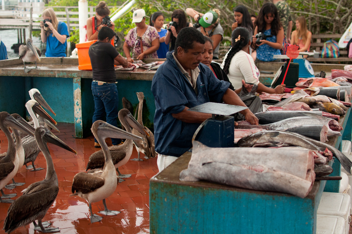 July 2013. Galápagos, Ecuador.