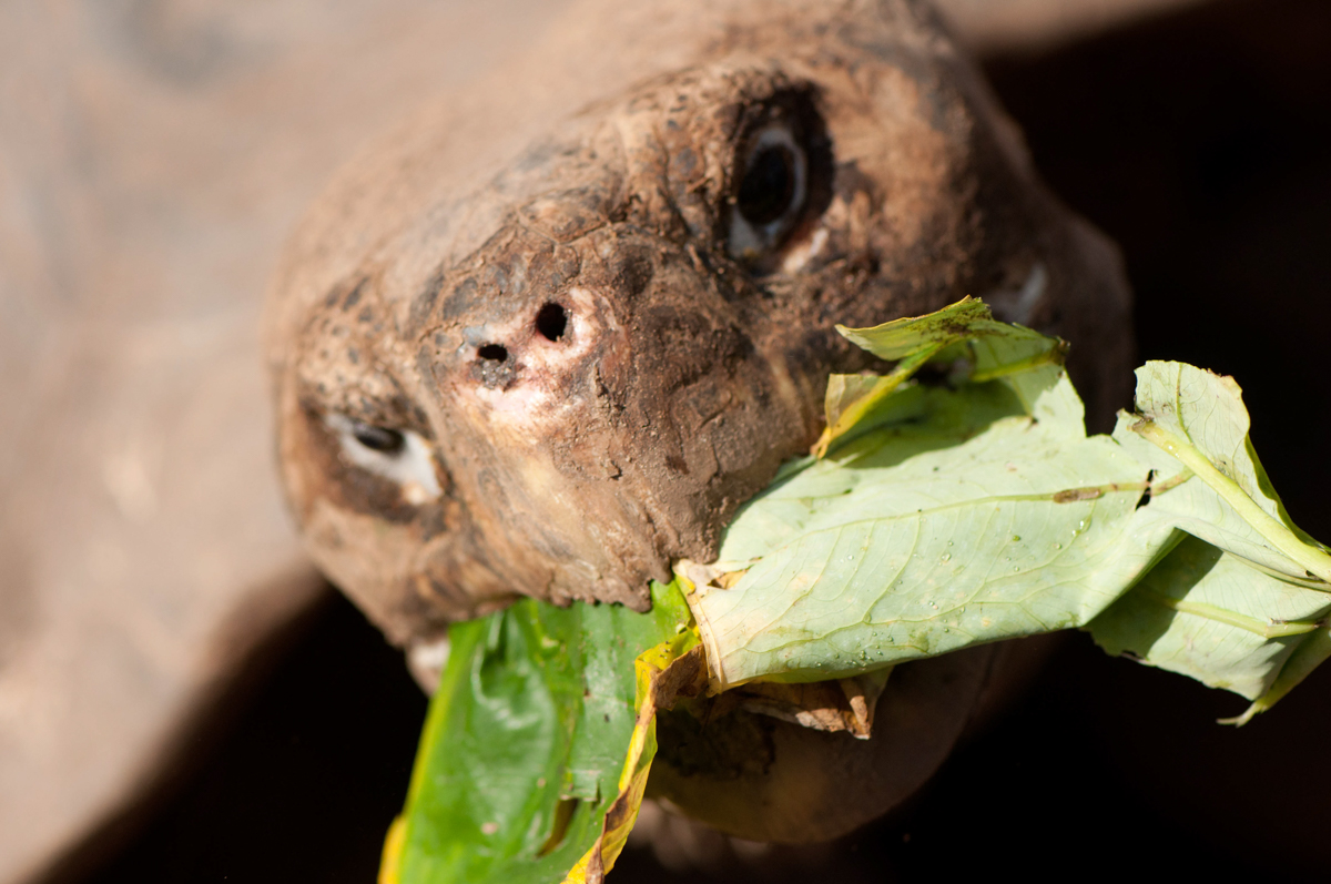 July 2013. Galápagos, Ecuador.