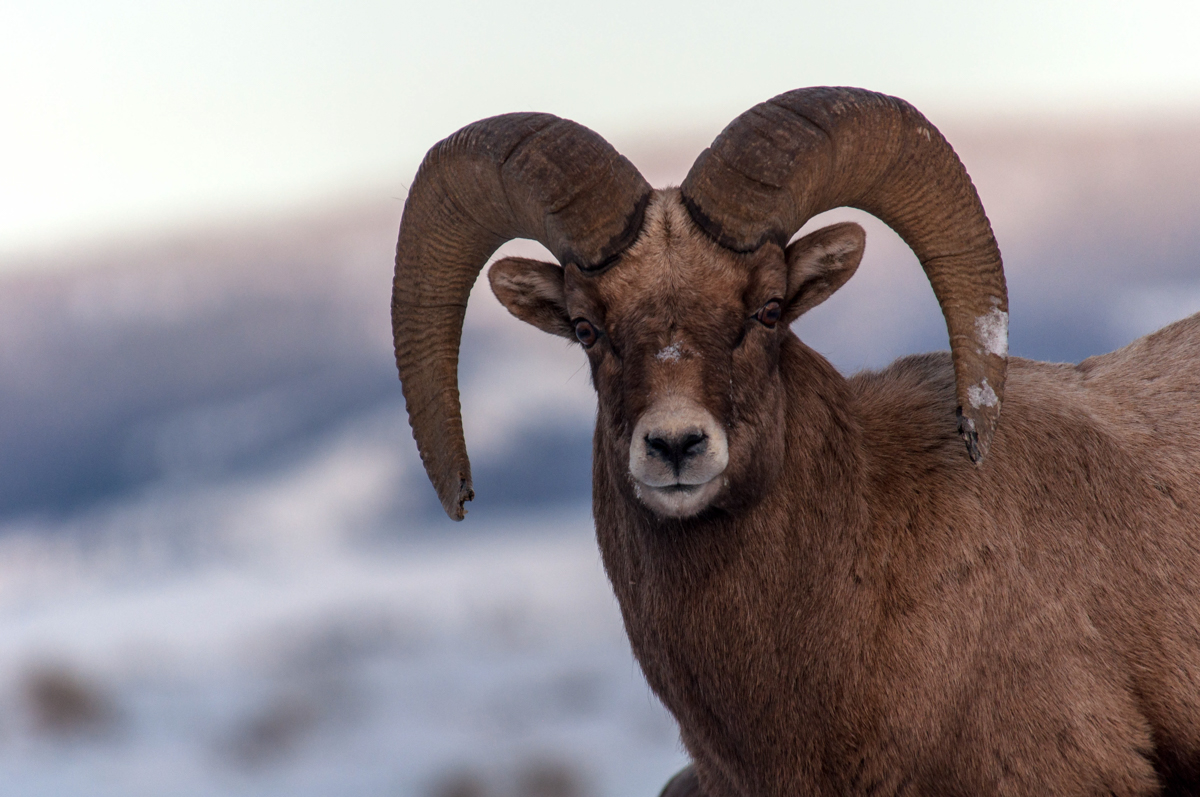 January 2018. Elk Refuge, Jackson Wyoming.