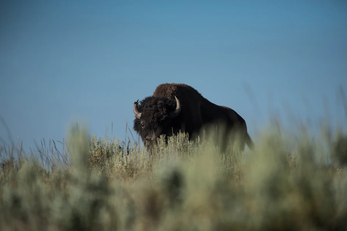 July 2017. Hayden Valley, Yellowstone National Park.