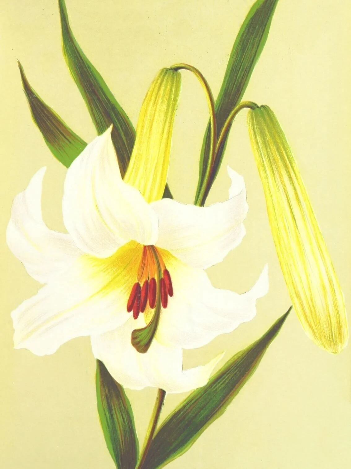 Easter Lily Dedications