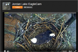 Screenshot of Corps' EagleCam website