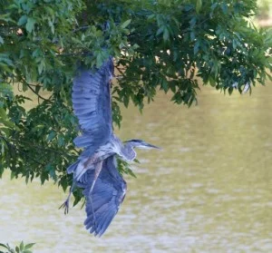 Trash and Treasure: First Impressions of CJL Intern