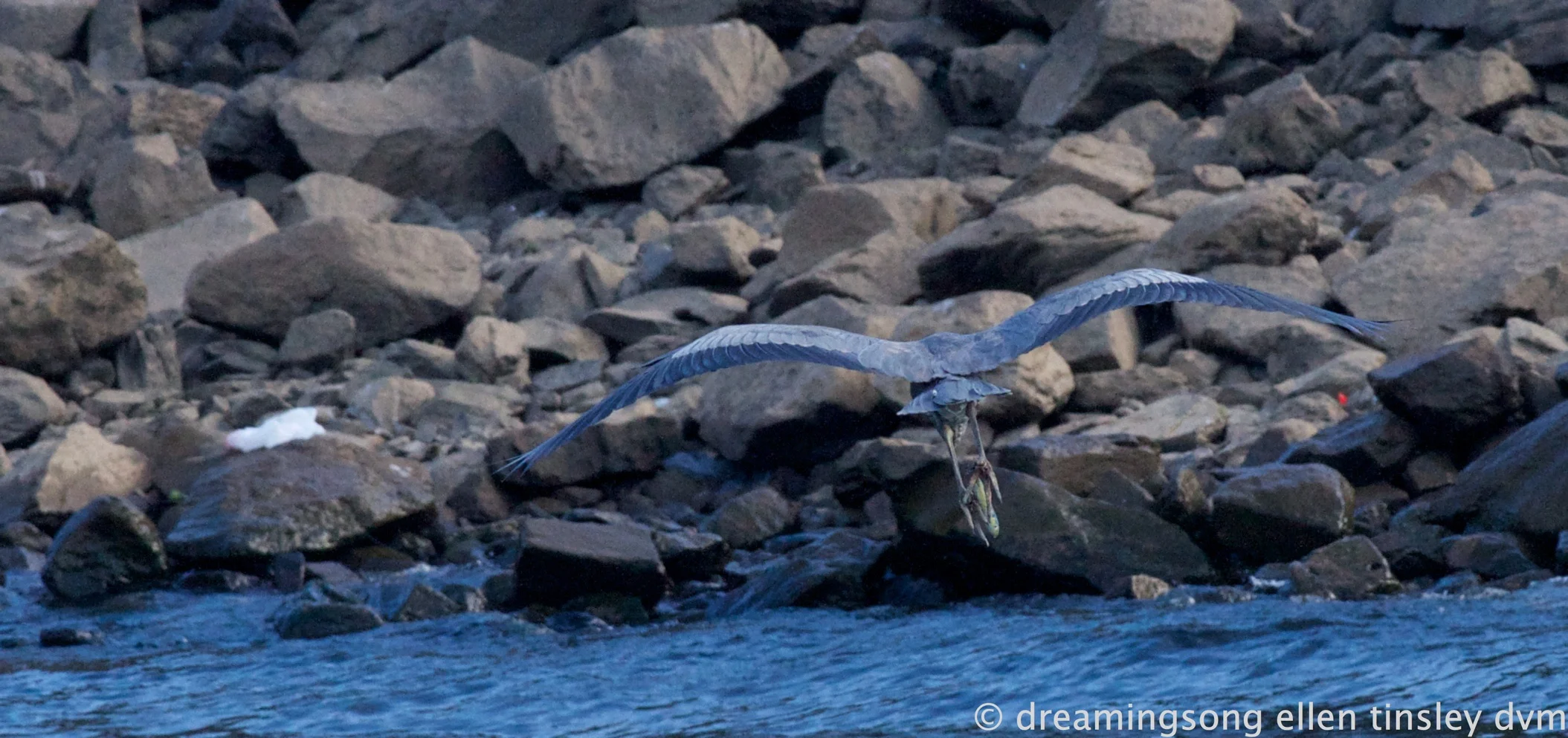 Littering by Fishermen A Serious Threat to Birds!
