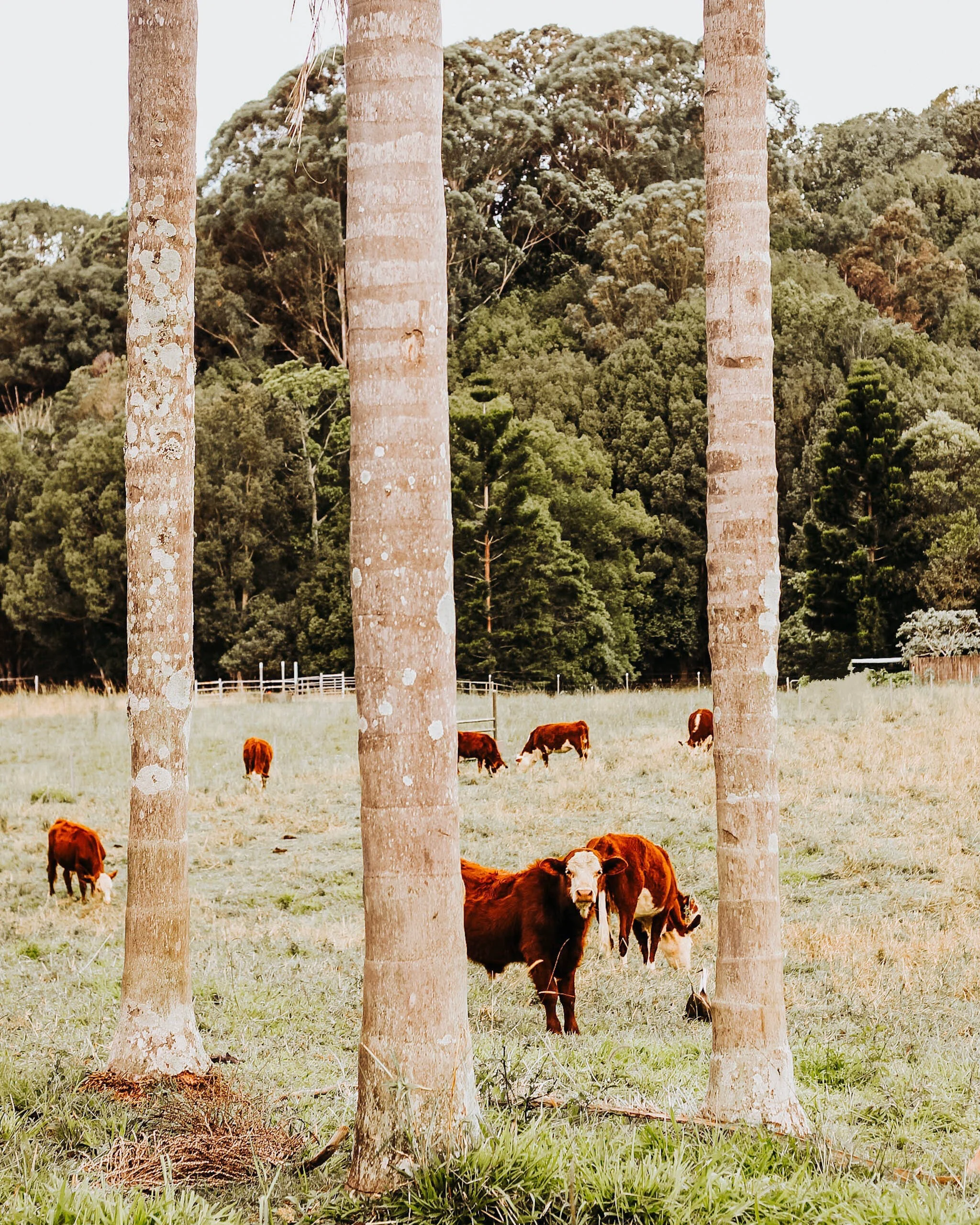 TREKTALKS - With Ethical &amp; Sustainable Byron Bay brand, Jume