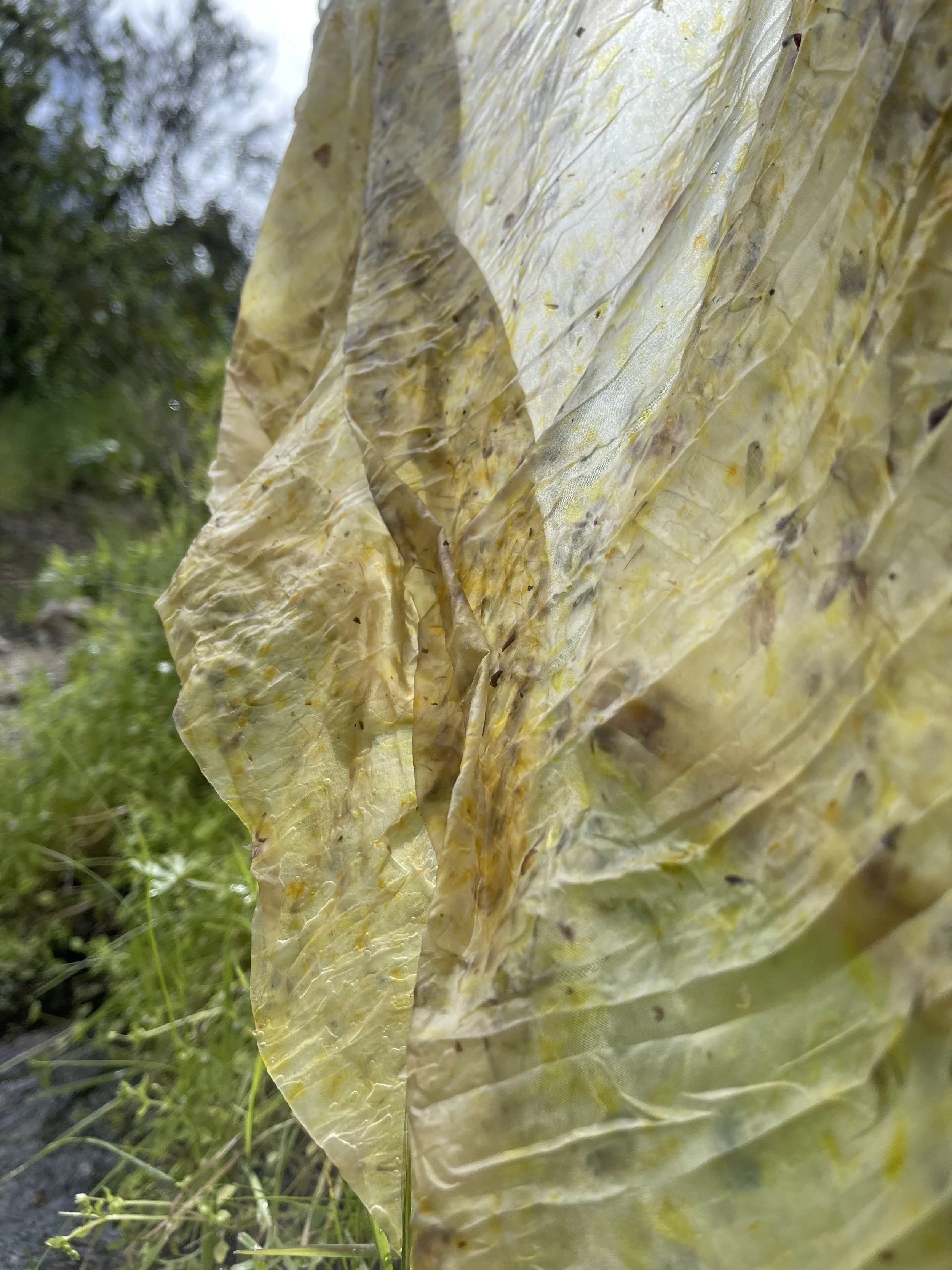 Private Natural Dye workshops, Plant Walks and Guided Forages (Adults only)