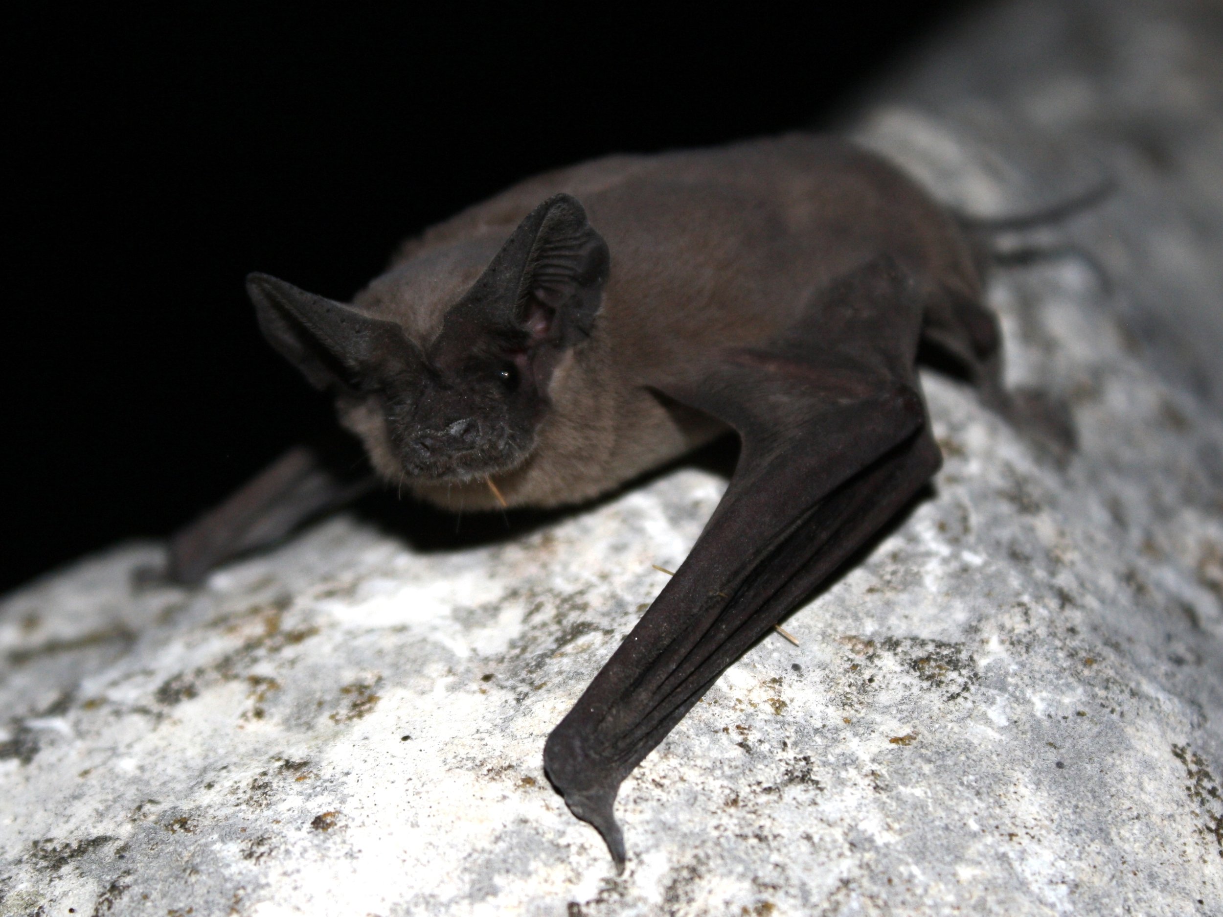 Creatures of the Night (Shift): Unmasking Bats