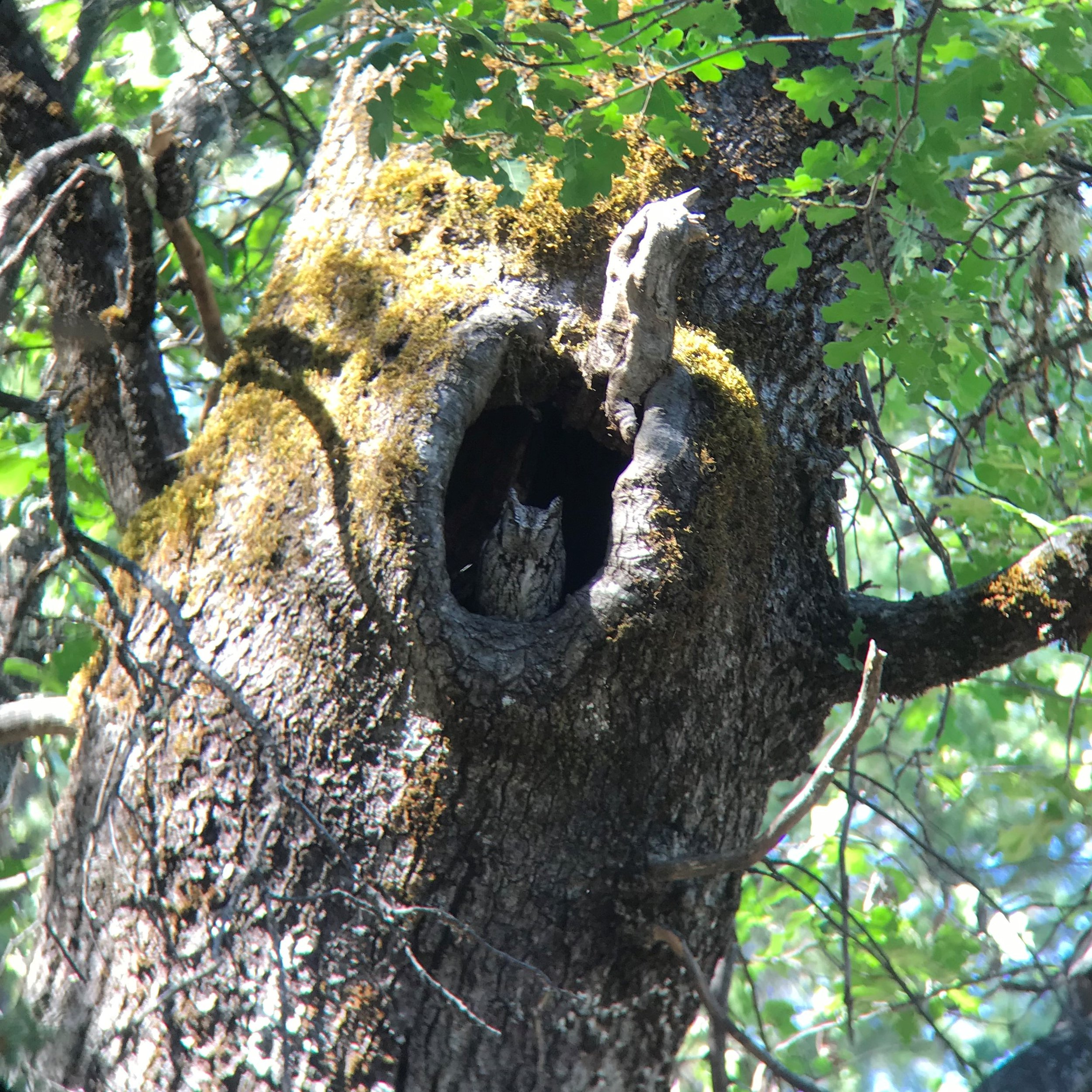 Resources to Enhance Your Land for Wildlife